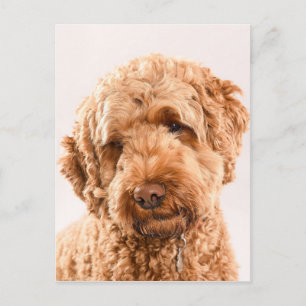 Goldendoodle Studio Porträtt Vykort