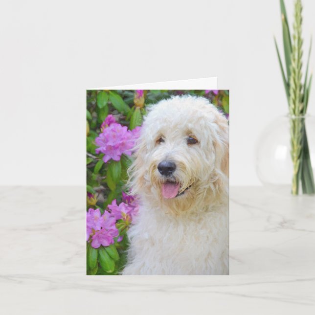 Goldendoodle Tack Kort (Framsida)