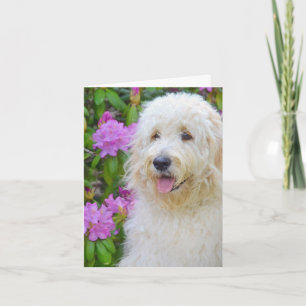Goldendoodle Tack Kort
