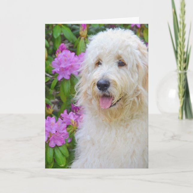 Goldendoodle tänker på dig kort (Framsida)