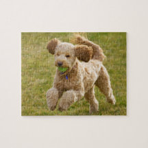 Goldendoodle-uppspelningsanordning