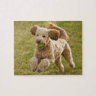 Goldendoodle-uppspelningsfet Pussel