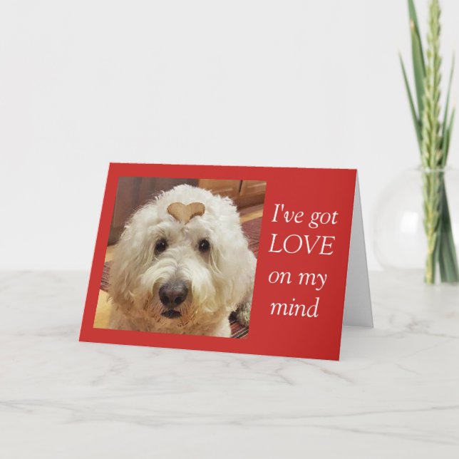 Goldendoodle Valentine Day Card Kort (Framsida)