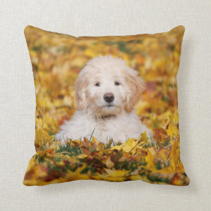 Goldendoodle-valp i höstlöv kudde