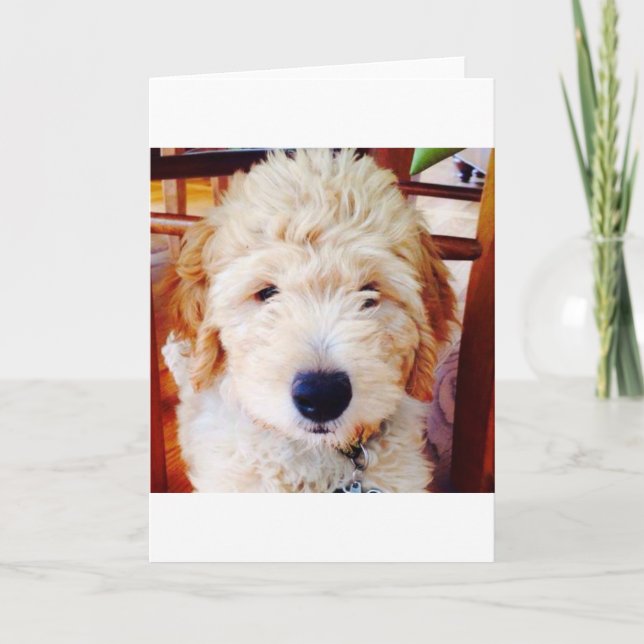 Goldendoodle valp kort (Framsida)