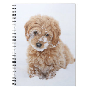 Goldendoodle-valp med Snö på Ansikte Anteckningsbok