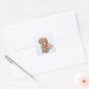 Goldendoodle-valp med Snö på Ansikte Fyrkantigt Klistermärke
