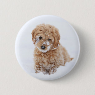 Goldendoodle-valp med Snö på Ansikte Knapp