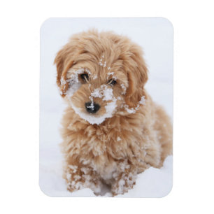 Goldendoodle-valp med Snö på Ansikte Magnet