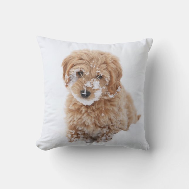 Goldendoodle-valp med snö på snut kudde (Framsida)