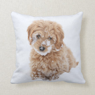 Goldendoodle-valp med snö på snut kudde