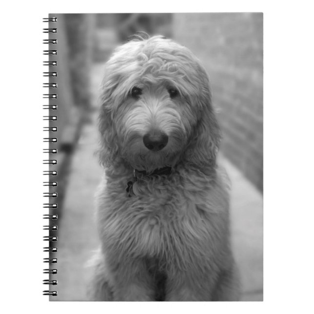 Goldendoodle-valpar på bakgården anteckningsbok (Framsidan)