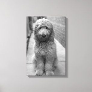 Goldendoodle-valpar på bakgården canvastryck