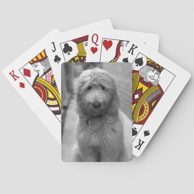 Goldendoodle-valpar på bakgården casinokort (Baksidan)