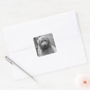 Goldendoodle-valpar på bakgården fyrkantigt klistermärke
