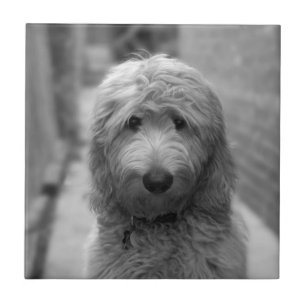 Goldendoodle-valpar på bakgården kakelplatta