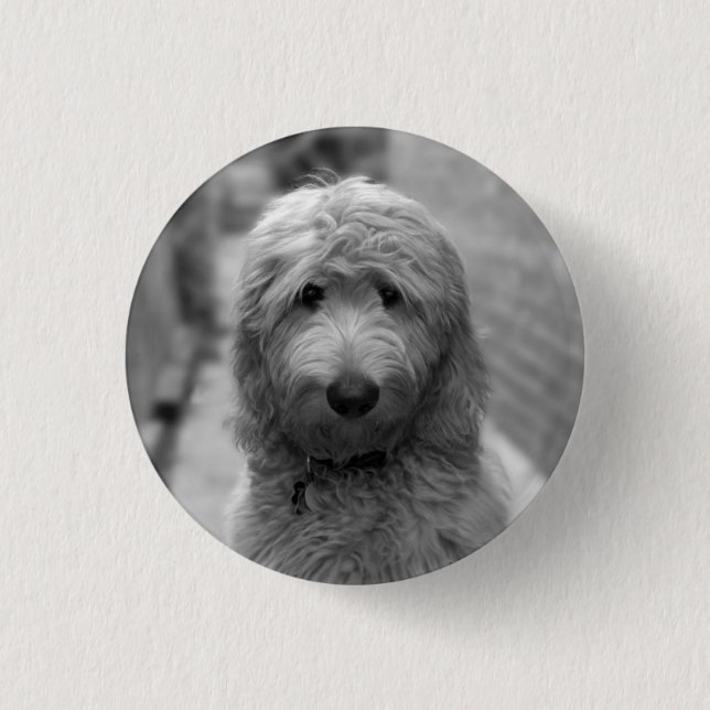 Goldendoodle-valpar på bakgården knapp (Framsida)