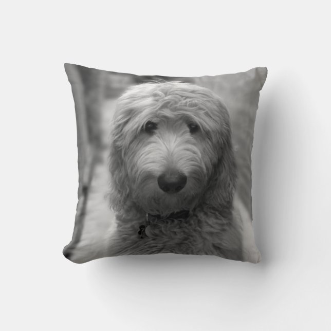 Goldendoodle-valpar på bakgården kudde (Framsida)