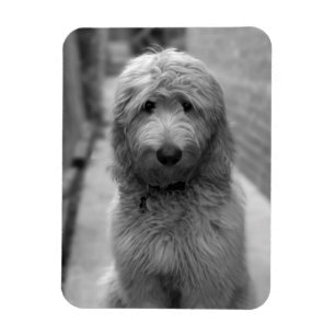 Goldendoodle-valpar på bakgården magnet