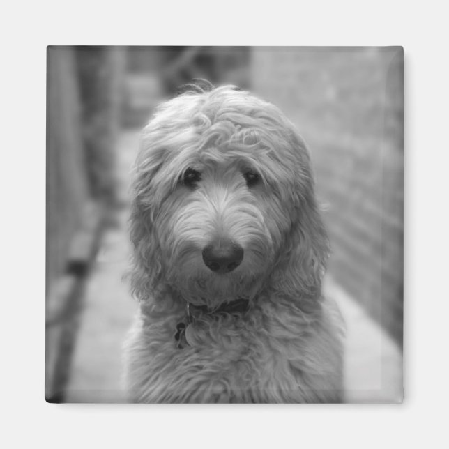 Goldendoodle-valpar på bakgården magnet (Framsidan)