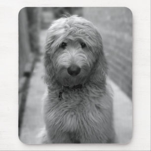 Goldendoodle-valpar på bakgården musmatta