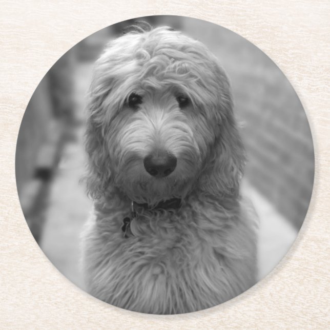 Goldendoodle-valpar på bakgården underlägg papper rund (Framsidan)