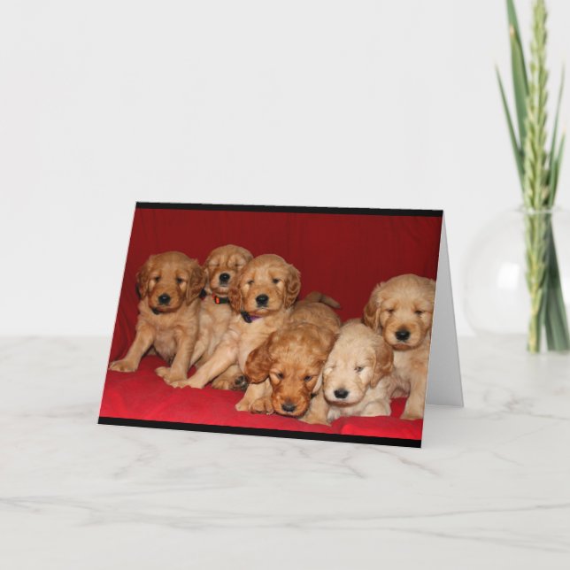 Goldendoodle valpar som är tänkande av dig kort (Framsida)