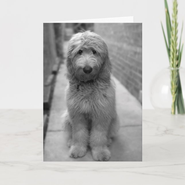 Goldendoodle-valpen i bakgården kort (Framsida)