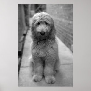 Goldendoodle-valpen i bakgården poster
