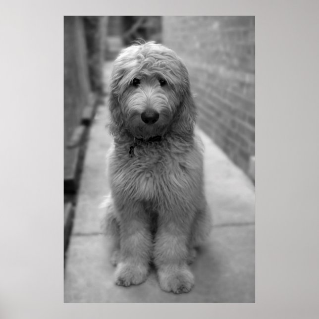 Goldendoodle-valpen i bakgården poster (Framsidan)