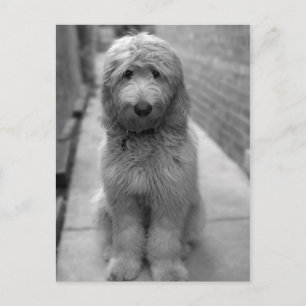 Goldendoodle-valpen i bakgården vykort