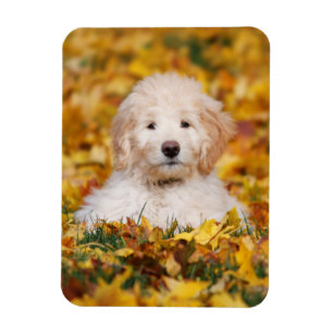 Goldendoodle-valpen i Höst löv Magnet