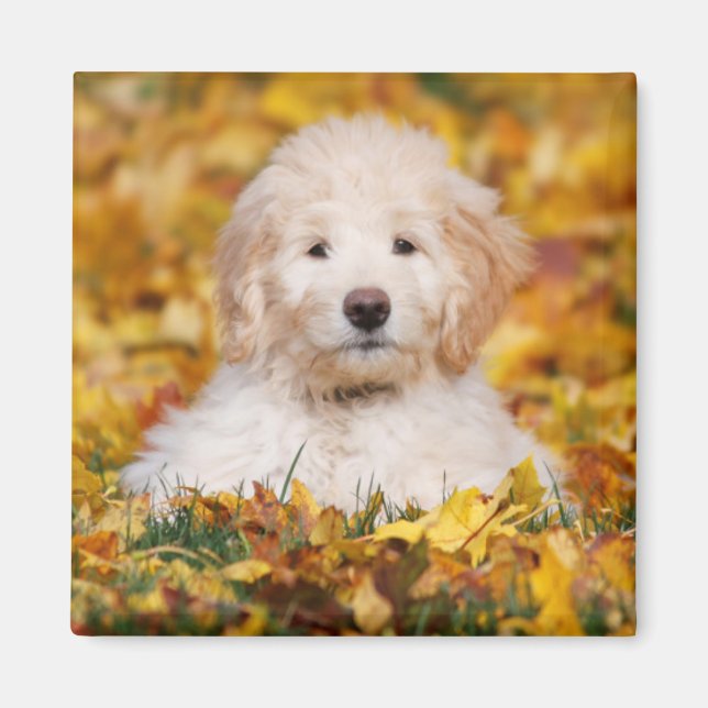 Goldendoodle-valpen i Höst löv Magnet (Framsidan)