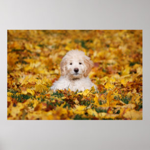 Goldendoodle-valpen i Höst löv Poster