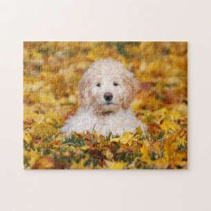 Goldendoodle-valpen i Höst löv Pussel
