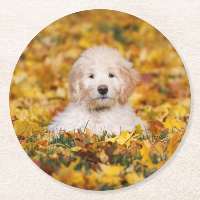 Goldendoodle-valpen i Höst löv Underlägg Papper Rund (Framsidan)