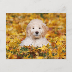 Goldendoodle-valpen i Höst löv Vykort