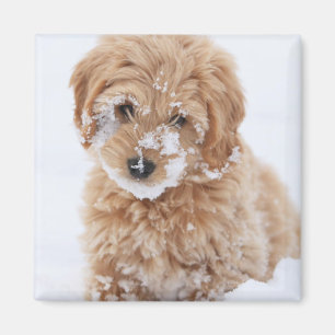 Goldendoodle-valpen med Snö på Ansikte Magnet