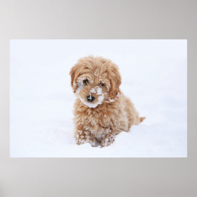 Goldendoodle-valpen med Snö på Ansikte Poster (Framsidan)