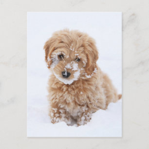 Goldendoodle-valpen med Snö på Ansikte Vykort