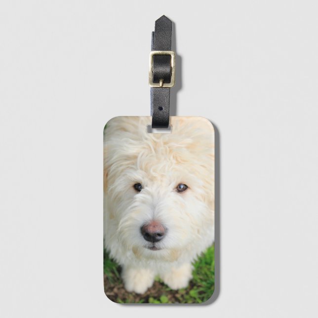 Goldendoodle-valpen Tittar i Kamera Bagagebricka (Framsida vertikal)