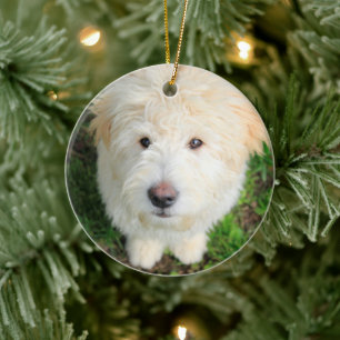 Goldendoodle-valpen Tittar i Kamera Julgransprydnad Keramik