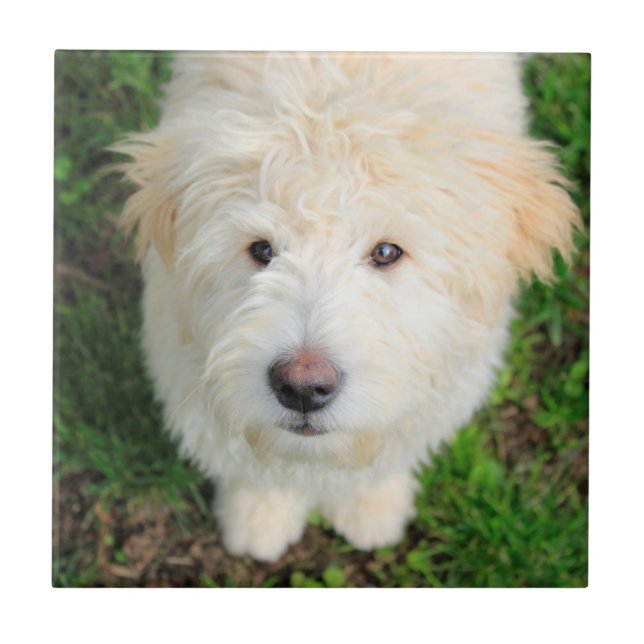 Goldendoodle-valpen Tittar i Kamera Kakelplatta (Framsidan)