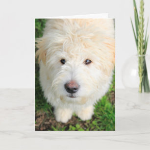 Goldendoodle-valpen Tittar i Kamera Kort