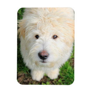 Goldendoodle-valpen Tittar i Kamera Magnet