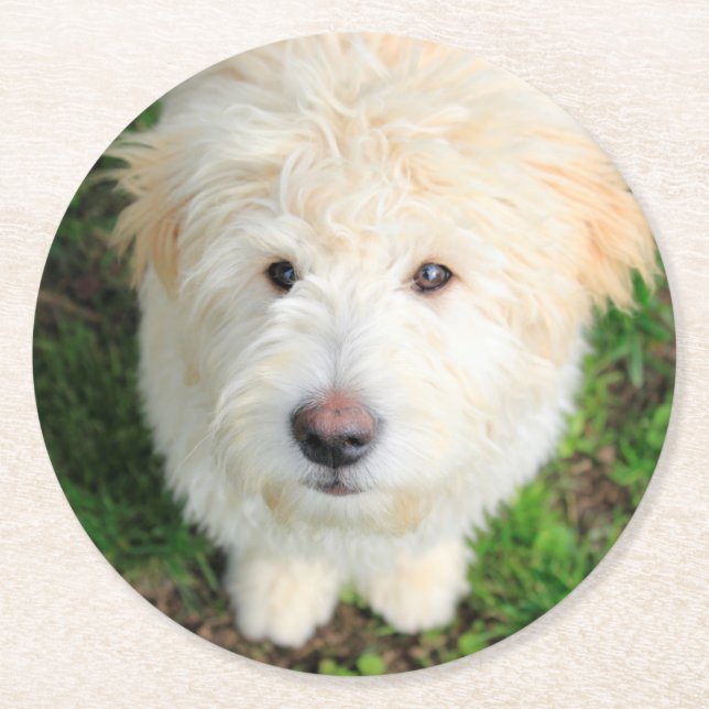 Goldendoodle-valpen Tittar i Kamera Underlägg Papper Rund (Framsidan)