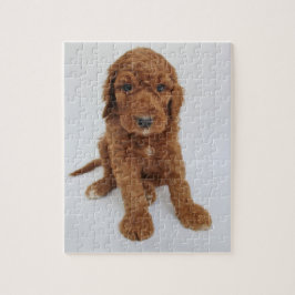 Goldendoodle valppussel pussel
