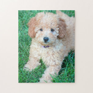 Goldendoodle valppussel pussel
