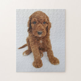 Goldendoodle valppussel pussel