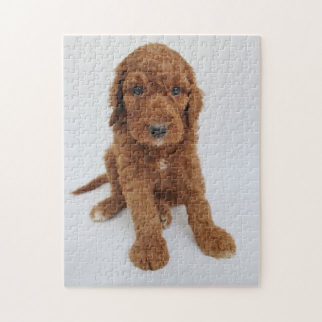 Goldendoodle valppussel pussel (Vertikal)